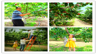 威廉希尔装饰公司举办2017年职工户外拓展、采摘活动