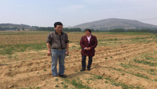 南京农业大学教授深入威廉希尔农科公司丹参种植基地调研指导