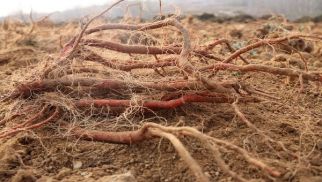 威廉希尔农科公司千亩丹参喜获丰收